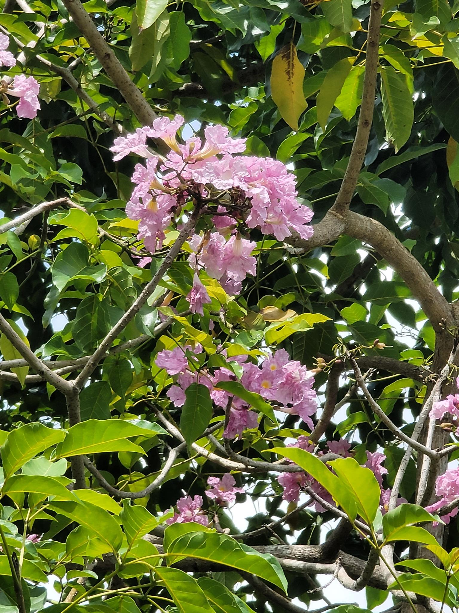 Tabebuia rosea  